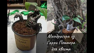 Мандрагора из Гарри Поттера реквизит для квеста по поиску подарка