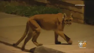 Mountain Lion Spotted Prowling Simi Valley Neighborhood A Fourth Day