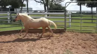 Dually On A Star