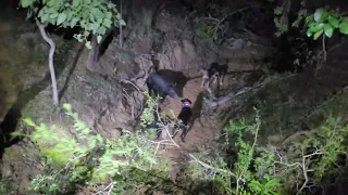 2 catahoulas and a Jagd terrier with a good boar.