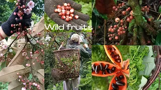 Season of wild fruits || Exploring jungle