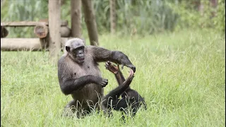 After 12 years of misery, orphaned chimps are freed at last!