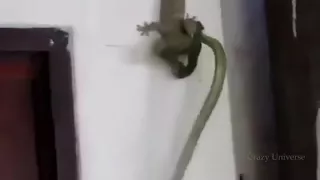 Ящерица спасает друга