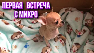 Чихуахуа по кличке Флекси.