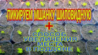 Мшанка шиловидная, пикируем!!! Способ увлечение места в поддоне!!!