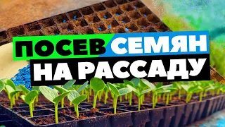 Посев семян на рассаду в кассеты 🌱🍉 23 04 22