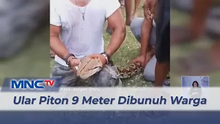 Ular Piton 9 Meter Dibunuh Warga di Buton Tengah, Sulawesi Tenggara #LintasiNewsSiang 23/02