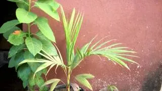 Palm Tree Growing - 815 Days Time Lapse [4K]