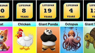 Shortest to Longest Lifespans of Animals