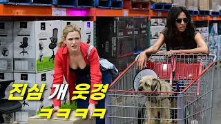 호주에서 "초대박" 터져서.. 전세계로 공개된 🐶개꿀잼 드라마 [결말포함]