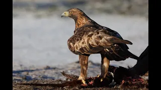 Kungsörn (golden eagle), Vittskövle, Kristianstad 16/12 -2022