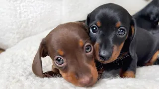 Dachshund puppies 5 weeks old.