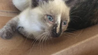 Lynx Point Siamese Mama Cleans her Kittens