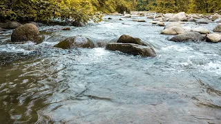 Nightingale Singing by a Forest Stream, Sounds of Nature for Sleep