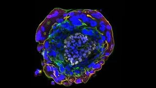 Human Embryo Research: Opening the “Black Box”