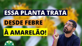 Essa planta trata de febre à amarelão!