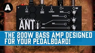 Take Your Bass Rig Anywhere with the NEW Ashdown ANT Pedalboard Amplifier!