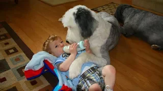 Nanny Dogs🐶👶Cute Dogs as Babysitter (Part 1) [Epic Life]