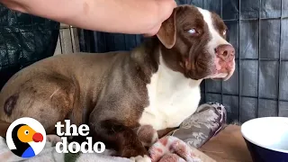 Radio DJ Drives An Hour Every Day For Months To Gain This Wild Pittie’s Trust | The Dodo Heroes