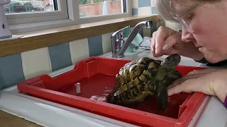 Tortoise bath time