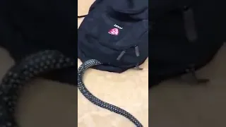 смешное видео  приколы Змея заползла в рюкзак