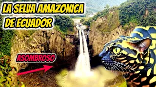 LA SELVA DE ECUADOR, La selva de Ecuador Documental, LA SELVA AMAZONICA DE ECUADOR.