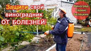 ЗАЩИТА  ВИНОГРАДНИКА ОТ БОЛЕЗНЕЙ ПЕРЕД ЦВЕТЕНИЕМ!!! ОСОБЕННО ПОСЛЕ ДОЖДЕЙ!!! НЕ НАДЕЙСЯ НА АВОСЬ!!!