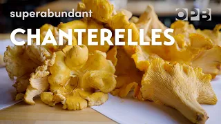 Foraging giant wild chanterelle mushrooms in Oregon | Superabundant