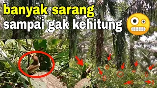 MUDAH SEKALI MENEMUKAN BANYAK SARANG BURUNG PRENJAK LUMUT DI ALAM LIAR