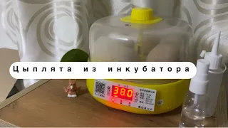 Вывели! Цыплята из мини-инкубатора