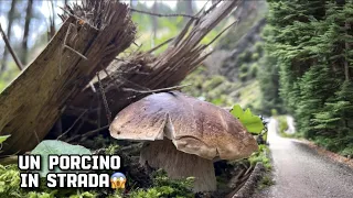 AVVISTATI tanti porcini in Trentino!!