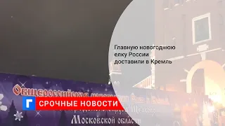 Главную новогоднюю елку России доставили в Кремль