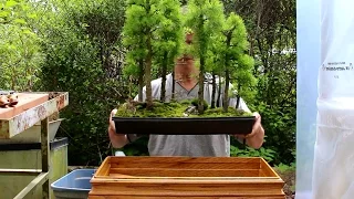 Larch Bonsai Forest,  May 2015