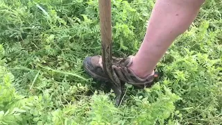 Cover Crops - rye and vetch