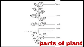 Parts of plant /draw well labelled diagram parts of plant/diagram parts of plant/draw parts of plant