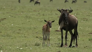 Serengeti Safari - Ndutu Series - Episode Three