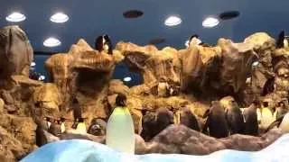 пингвинарий в Loro Park ( Тенерифе)