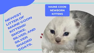 Discover the Cutest Maine Coon Kittens in Smoke, Silver & Silver Shaded