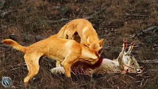 🐕 DINGO ─ The Wild Killer of Kangaroos and Monitor Lizards🐕 Dingo vs sheep and kangaroo
