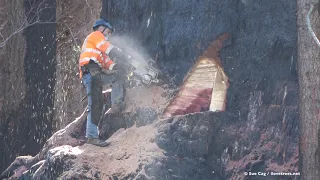 Giant Sequoia Cut Down - June 3rd, 2021