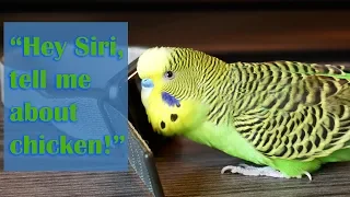 Cute Budgie (Kiwi the Parakeet) talks to Apple Watch