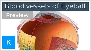 Blood vessels of the eyeball (preview) - Human Anatomy | Kenhub