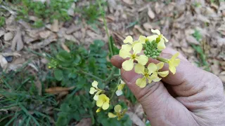 Wild Radish - excellent survival food!