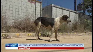 Βόλος Ανησυχία για αγέλη 15 αδέσποτων σκυλιών στη συνοικία του Παλαιού Λιμεναρχείου 230524