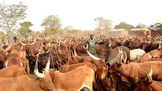 MZEE ANAYEMILIKI NG'OMBE WENGI ZAIDI NYUMBANI KWAKE