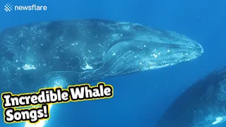 Stunning audiovisual recording of humpback whales singing