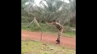 King Cobra getting caught by a Malaysian solider