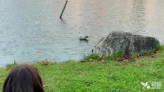 Ring-billed Gull Release!