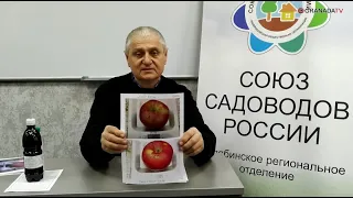 Какие сорта яблони и груши посадить на Южном Урале