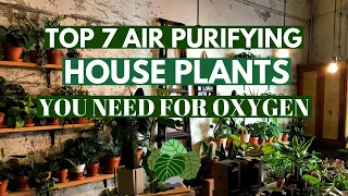 Top 7 Air Purifying Houseplants You Need For Oxygen | Best Indoor Plants Of 2023